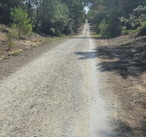 Gautrelle et la Forêt des Saumonards - Saint-Georges-d'Oléron - 2