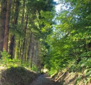 Sur la voie verte d'Ambrières-les-Vallées - Martine - 2