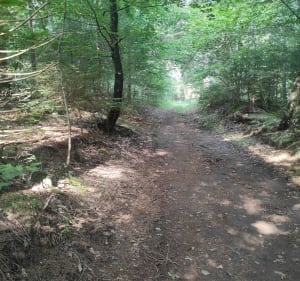 La forêt d'Egaules - Volvic - 2