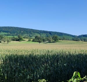 Autour de Rosheim, les vignes, Boersch, voie verte - Béatrice - 3