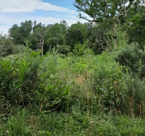 Méric pistes forestières - Saint-Yzan-de-Soudiac - 2