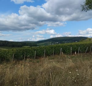 Des carrières de la Lie à la Lande de Nancelles - La Roche-Vineuse - 2