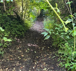Bois de Saint Cyr - Valorbiquet - 2