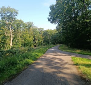Forêt de Cattenom et balade ombragé - Cattenom - 2
