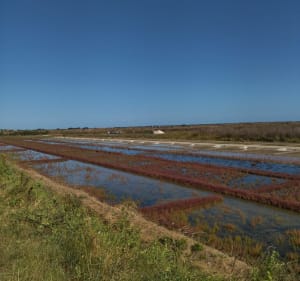 De Bois-Plage au Phare des Baleines - Le Bois-Plage-en-Ré - 2