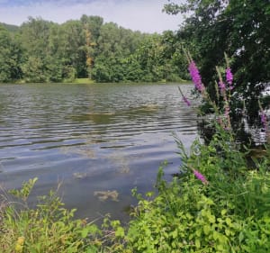 Lac des Pierrelles - Mauves - 2
