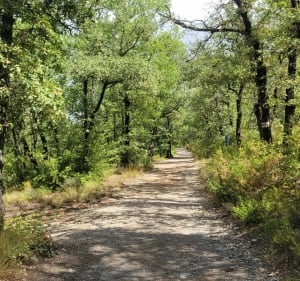 Forêt de Gréasque et les Revaux - Gréasque - 2