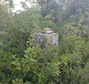 Aubais : Colline des Olivettes oubliées - Aubais - 2