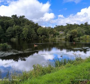 Promenade dans le bois du Hingair - Hennebont - 2