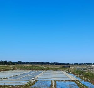 Boucle l'Epine- L'Herbaudière - Noirmoutier le Viel - L'Épine - 2
