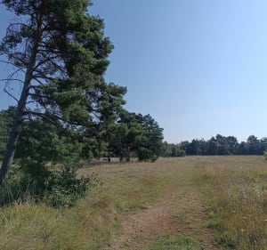 Autour du Plateau d'Écrouves par le Bois de Mortemoselle - Écrouves - 2
