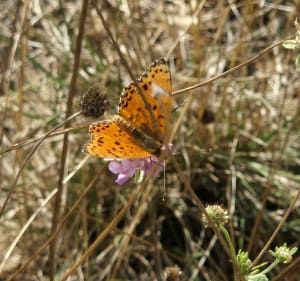 Combe des bourguignons - Marguerittes - 3