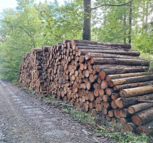 Bois de Germigny par Surbains - Bourbon-Lancy - 2