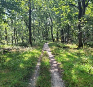 La grande boucle de la forêt de Senart. - sebastien - 3