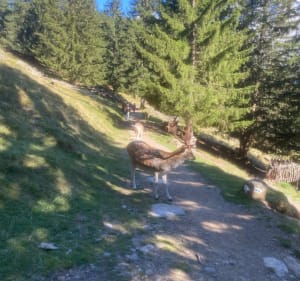 Parc de Merlet depuis le P3 - Les Houches - 3