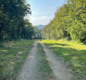 Dans les bois autour de Tarsul - Tarsul - 2