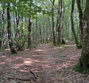 Le bois du curé et des mille diables - Châteauneuf-la-Forêt - 2