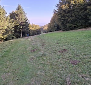 Près de la ferme du Grand Ballon - Soultz-Haut-Rhin - 2