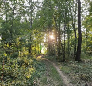 Balade apaisante entre champs et forêts du Buisson Robin - Clénay - 2
