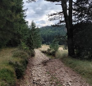 Forêt de l'Esperou, col de la Lusette et col de Montalss - Val-d'Aigoual - 3