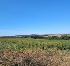 Petite boucle de Villesavoie - Véronique - 2
