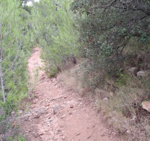Garrigue à l'aller et le retour par pistes cyclables - Cournonsec - 2
