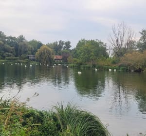 Boucle le long du Rhin - Hipsheim - 2