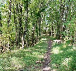 Causses et sous bois de Belmontet - Montcuq-en-Quercy-Blanc - 3