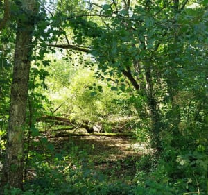 Entre champs et forêt par Petit Charmot depuis Villers-les-Pots - Villers-les-Pots - 2