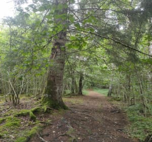 Le cœur de l'enchanteur et Cheire du Puy de Côme - Saint-Ours - 2
