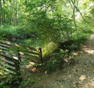 Forêt de Vallins à VTC - Torchefelon - 2