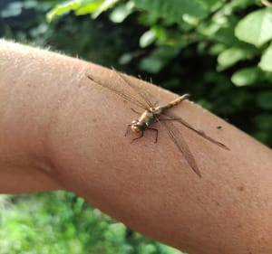 A la rencontre des êtres de la forêt de Clairmarais - Clairmarais - 2