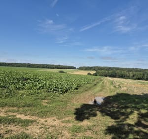 Balade dans les champs et au Bois de Hangard - Domart-sur-la-Luce - 2