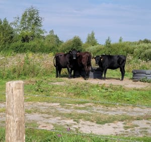 Les marais d'Ecourt St Quentin - Christian - 3