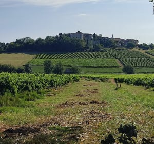 De Tessonière à Mauriac, les vignes par Monts et par Vaux - Gaillac - 2