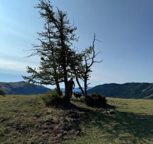 Tour de la tête du garnier - Péone - 2