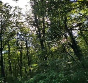Balade entre forêt et campagne du côté d'Henriville - Seingbouse - 2