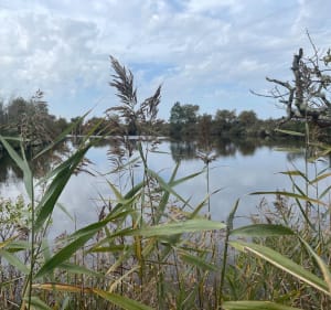 Boucle digestive du côté sauvage du Bassin - Gujan-Mestras - 2