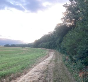 Foret de Faramans - Faramans - 2