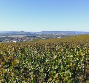De Mutigny à Ay - Mutigny - 2