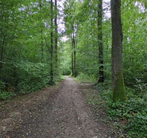 Forêt entre Hartzviller et Brouderdorff - Matthieu - 2