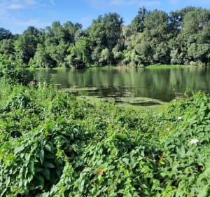 Le long de la Garonne par Gagnac - Gagnac-sur-Garonne - 2