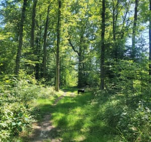 Balade dans la forêt d'Ozoir au départ de la gare - Ozoir-la-Ferrière - 2