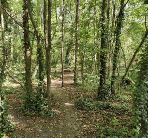 Balade urbaine entre forêt et chemin - Yoann - 3
