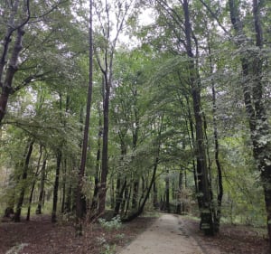 Park Zielona w Dąbrowie Górniczej - Dąbrowa Górnicza - 4