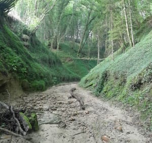 Balade à Chaponnay et Bois de Sarvanay - Chaponnay - 2