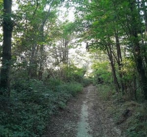 Balade à Chaponnay et Bois de Sarvanay - Eric - 4