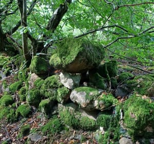 Petite boucle au départ de Vaux - Jalogny - 2