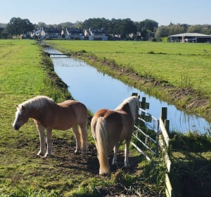 Korte wandeling om de molens te zien - Kinderdijk - 2