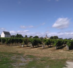 Sur les chemins blancs de Montilliers - Montilliers - 2